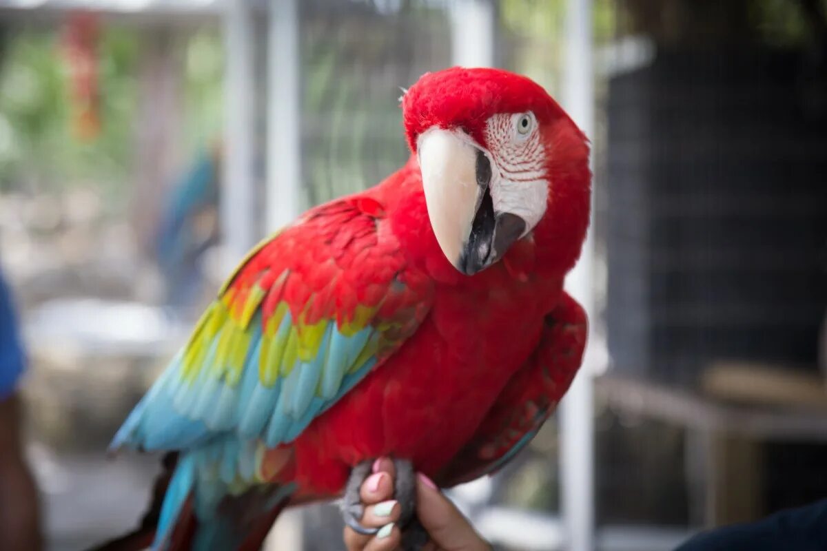 Red parrot