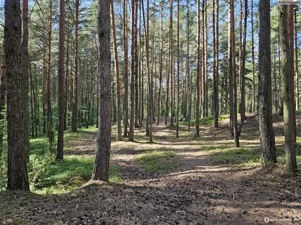 Приморский сосновый бор