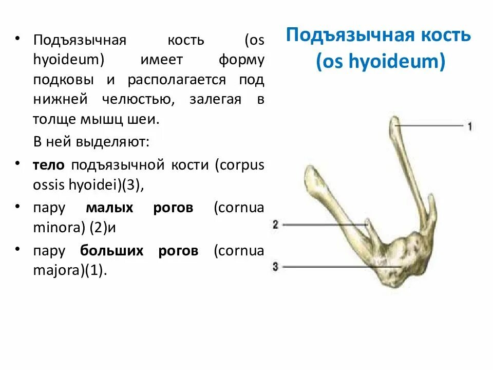 Строение подъязычной кости анатомия. Подъязычная кость черепа анатомия. Подъязычная кость анатомия человека строение. Подъязычная кость вид спереди.
