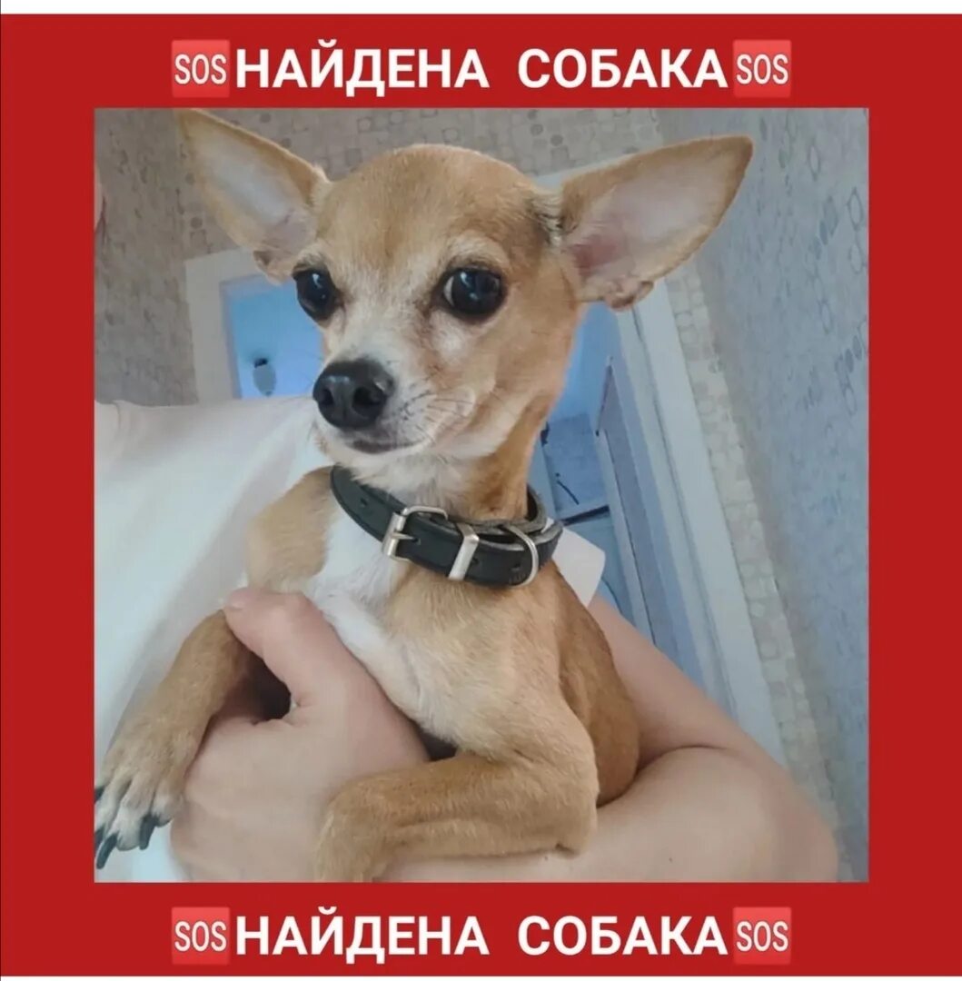 Pet 911. Потеряшка собаки Москва. Нашлась собака объявления. Pet911 потерянные собаки Пермь. Потеряшки собаки Москва и Московская область.