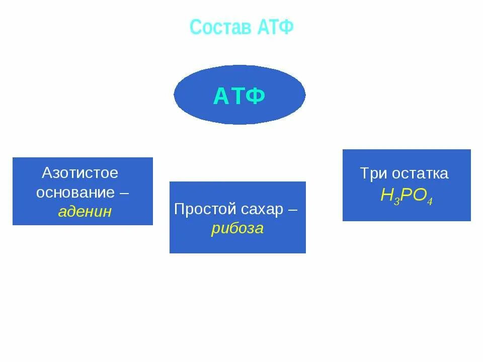 Азотистое основание атф. Аденин рибоза три остатка. Азотистое основание, входящее в состав АТФ. Цвет АТФ.