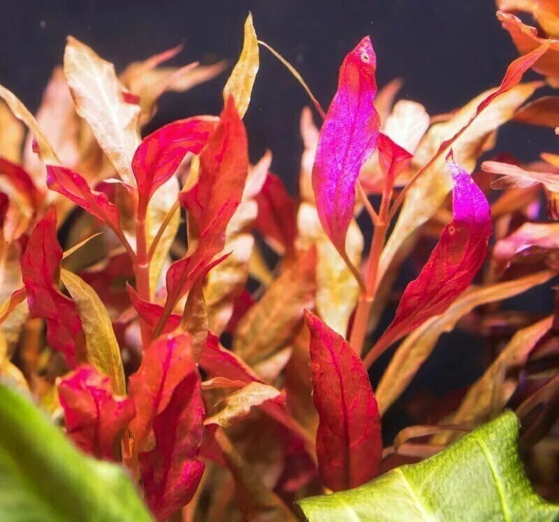 альтернатерой рейнеке. альтернатера аквариумное. райнека альтернантерв. альтернатера аквариумное. альтернантера рейнека мини.