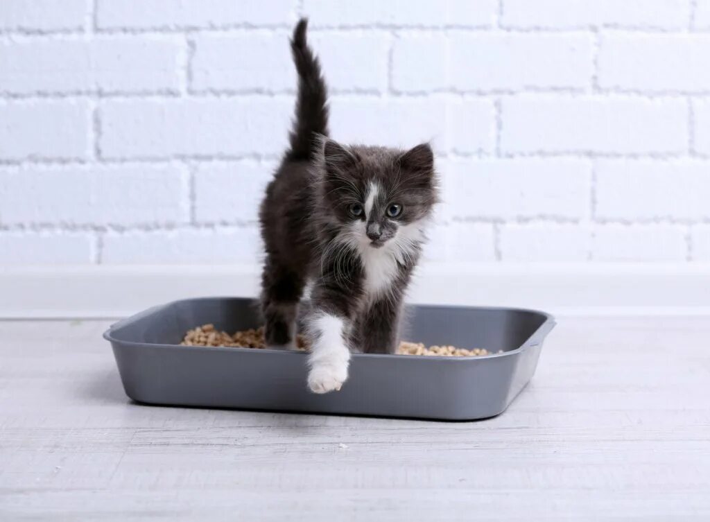 Котенок ходит в горшок