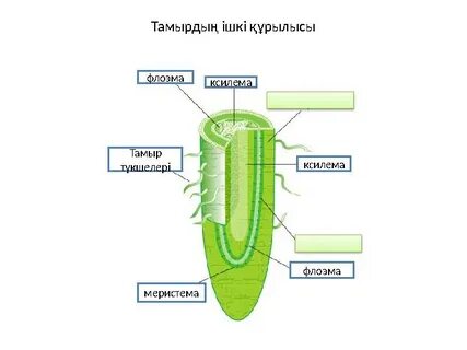 Жеке әуесқойлар үйі