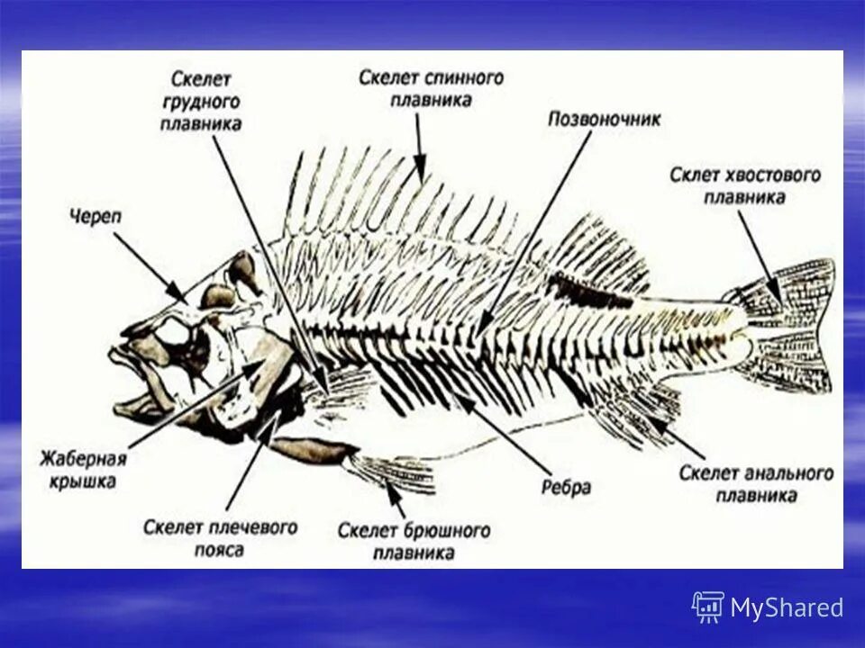 Внутреннее строение щуки