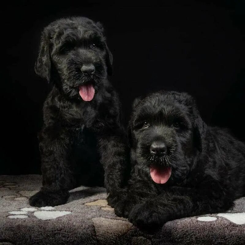 московский черный терьер. московский черный терьер. чёрный терьер. московский черный терьер. русский черный терьер в квартире.