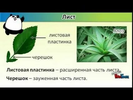 Простой лист имеет пластинку