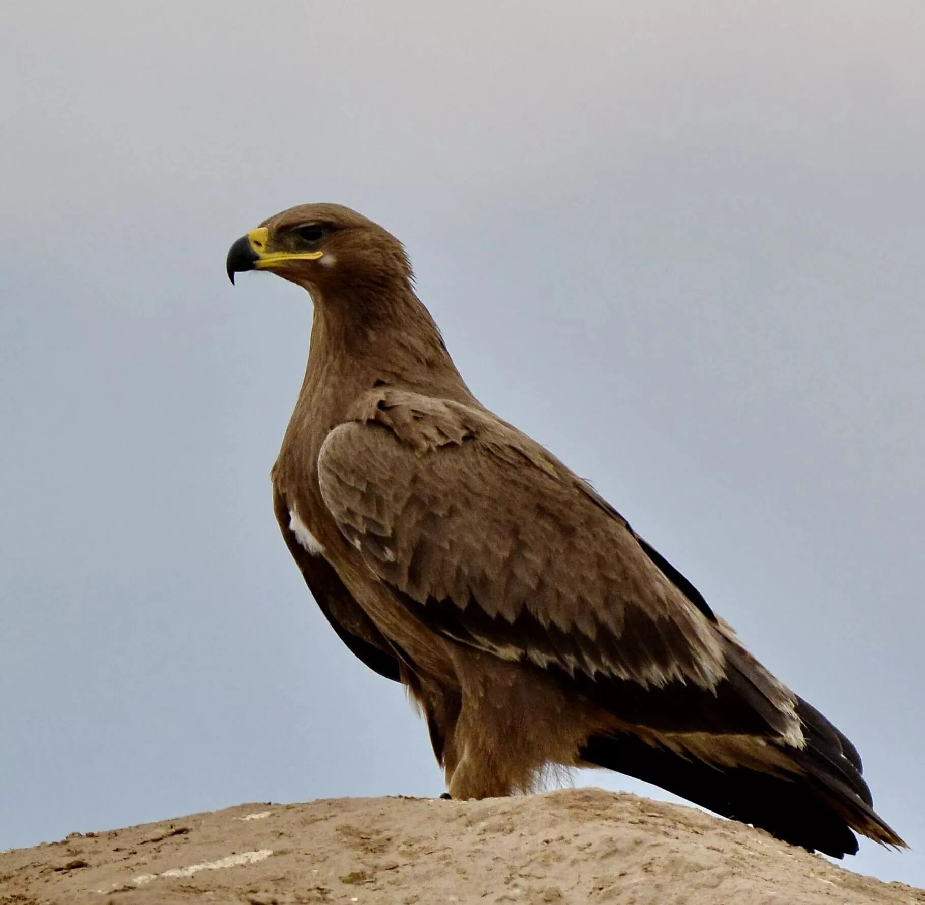 Краснохвостый Сарыч. Степной орёл (Aquila nipalensis. Краснохвостый канюк. Степной орёл Aquila nipalensis Hodgson, 1833. Орел степная птица