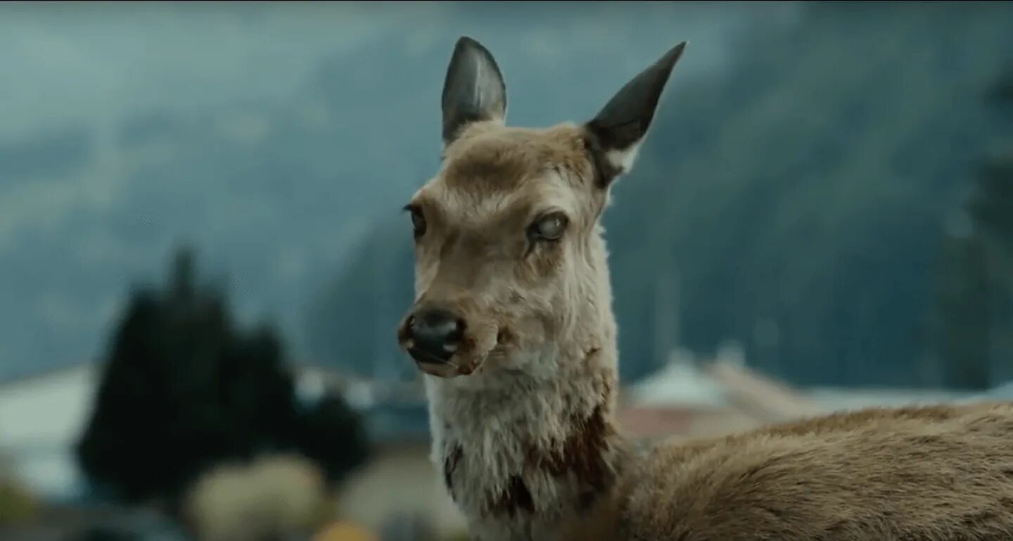 В сша появились олени зомби. Копытка болезнь оленей. Прионное заболевание оленей. Зомби олени в америке 2020. Американский олень зомби.