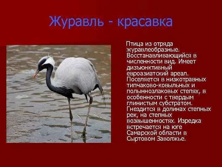 Птицы занесенные в красную россии. Журавль красавка красная книга Самарской области. Птицы красной книги. Что занесено в красную книгу. Птицы красной книги России.