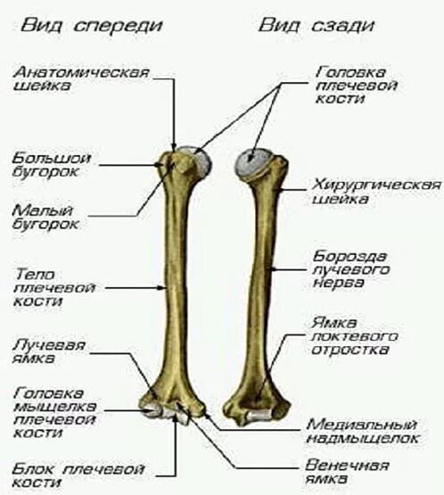 Гребень бугорка