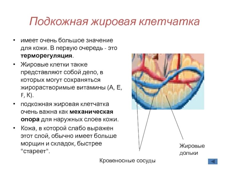 УЗИ подкожно жировой клетчатки. Строение подкожной клетчатки. Слои кожа подкожная жировая клетчатка. Строение подкожной жировой клетчатки.