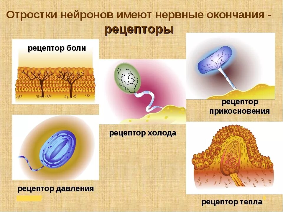 Строение нервного рецептора. Нервные окончания рецепторы строение. Нервные окончания (рецепторы, эффекторные, синапс). Схема рецепторов нервной системы.