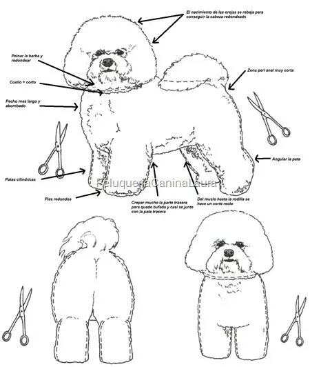 Схема стрижки Бишон фризе. Бишон фризе груминг схема. Стрижка карликового пуделя схемы. Схема стрижки пуделя машинкой. Схема пуделя