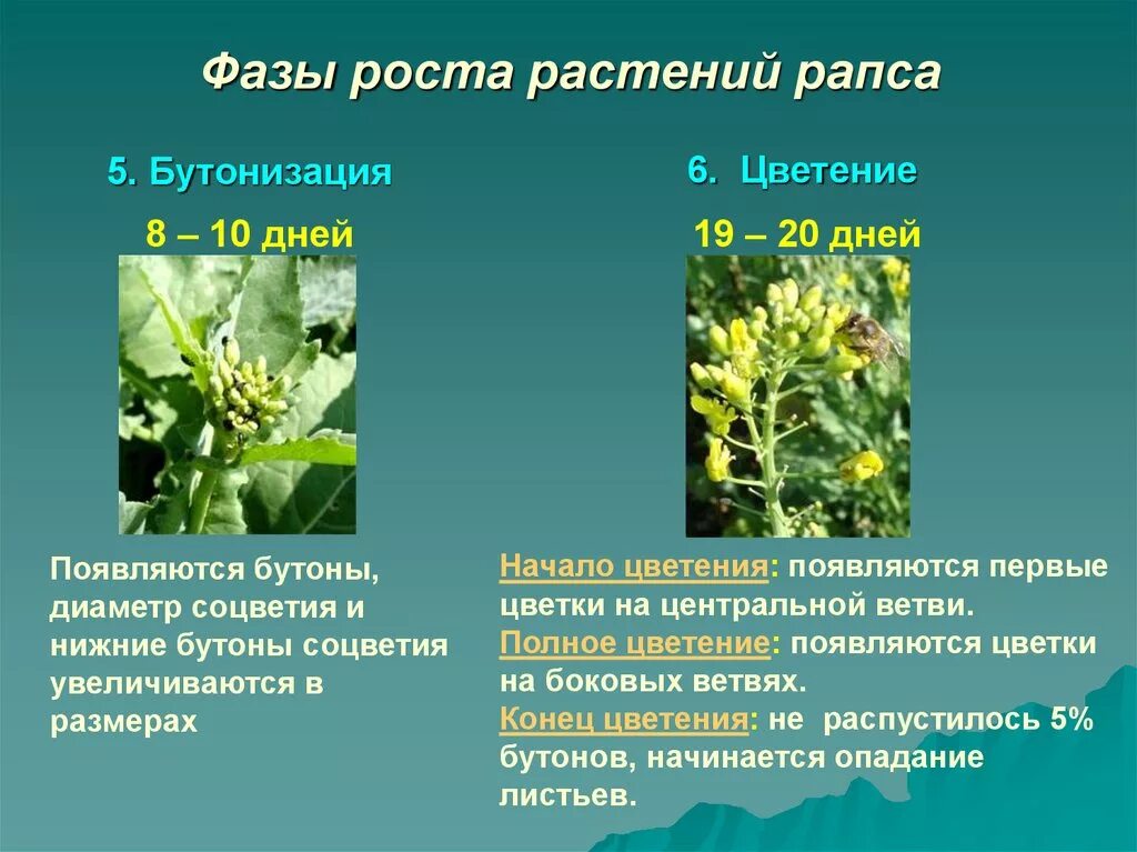 Фазы цветения растений. Бутонизация рапса. период цветения рапса. фазы растений. фаза бутонизации растений.