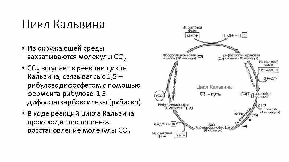 Протекают реакции цикла кальвина. Цикл Кальвина в фотосинтезе. Цикл Кальвина фотосинтез с4. Темновая фаза фотосинтеза цикл Кальвина. Цикл Кальвина в фотосинтезе схема.