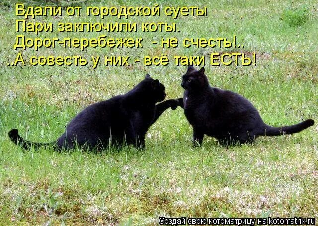 Скрестить черную кошку и черного