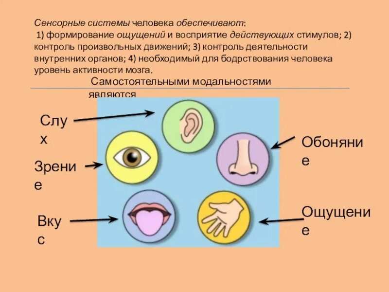 Сенсорные системы обеспечивают. Сенсорная система. Перечислите сенсорные системы человека. Сенсорные системы презентация. Сенсорные системы картинки.