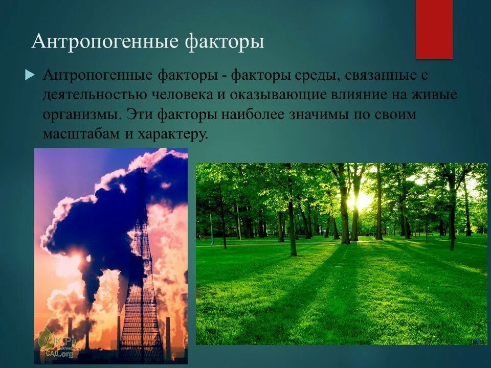 Понаблюдайте как антропогенные факторы проявляются в жизни. Антропогенные факторы. Антропогенные факторы факторы. Антропогенные экологические факторы. Факторы среды антропогенны.