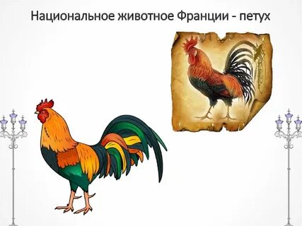 У окна появился петух