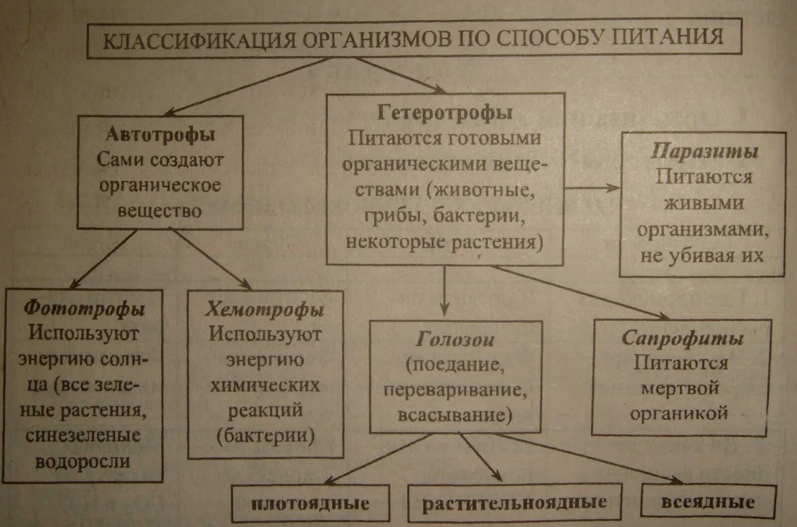 Процессы питания живых организмов