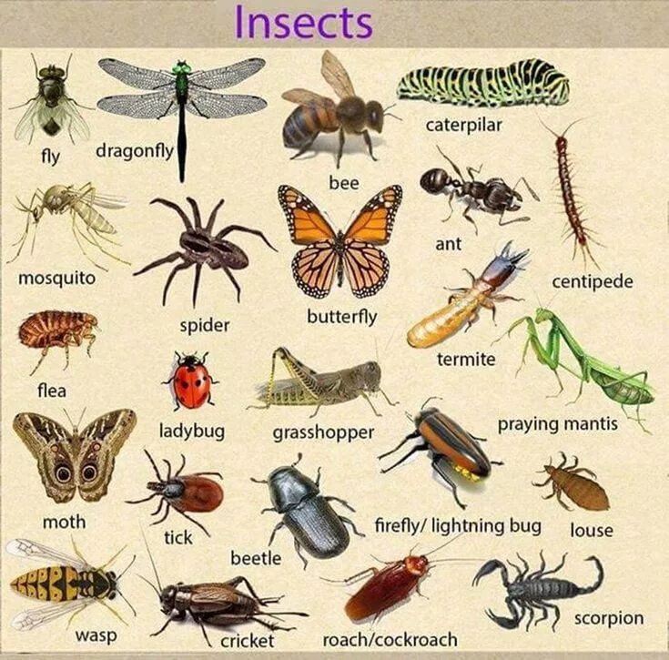 Pin on Bugz Bug identification, Bed bugs, Insect identification