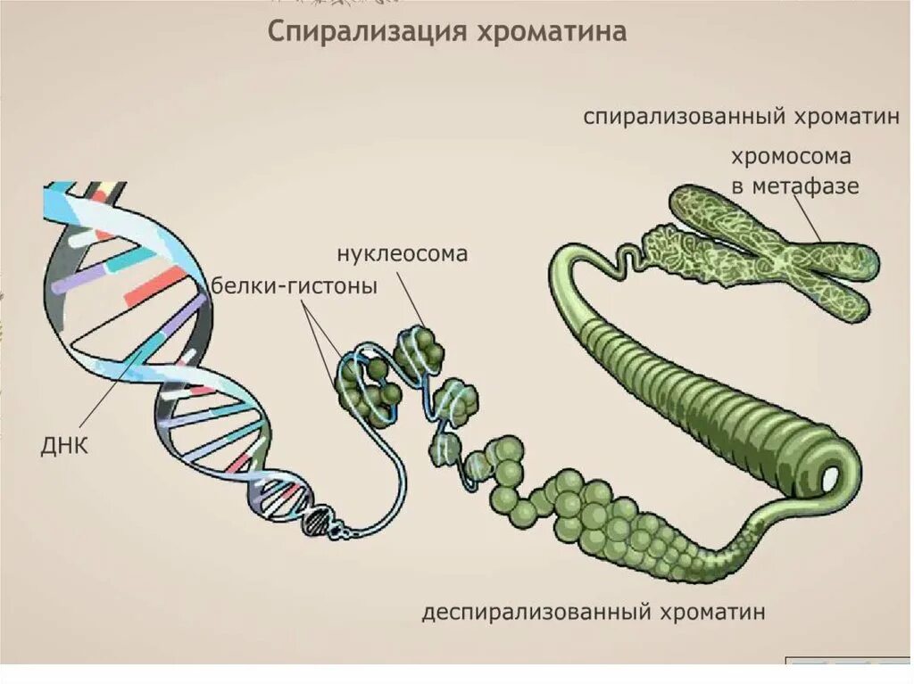 Спирализация хромосом это. Спирализация хромосом. ДНК хроматин хромосома. Спирализированные и неспирализированные хромосомы. Сперализованная хромосома.