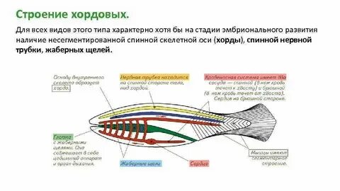 Какой тип нервной системы у хордовых