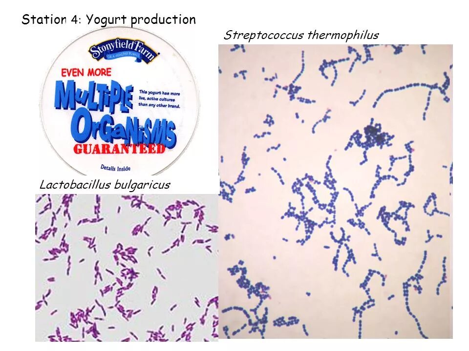 Streptococcus thermophilus. Термофилус стрептококк. streptococcus salivarius subsp. thermophilus. термофильный стрептококк под микроскопом.