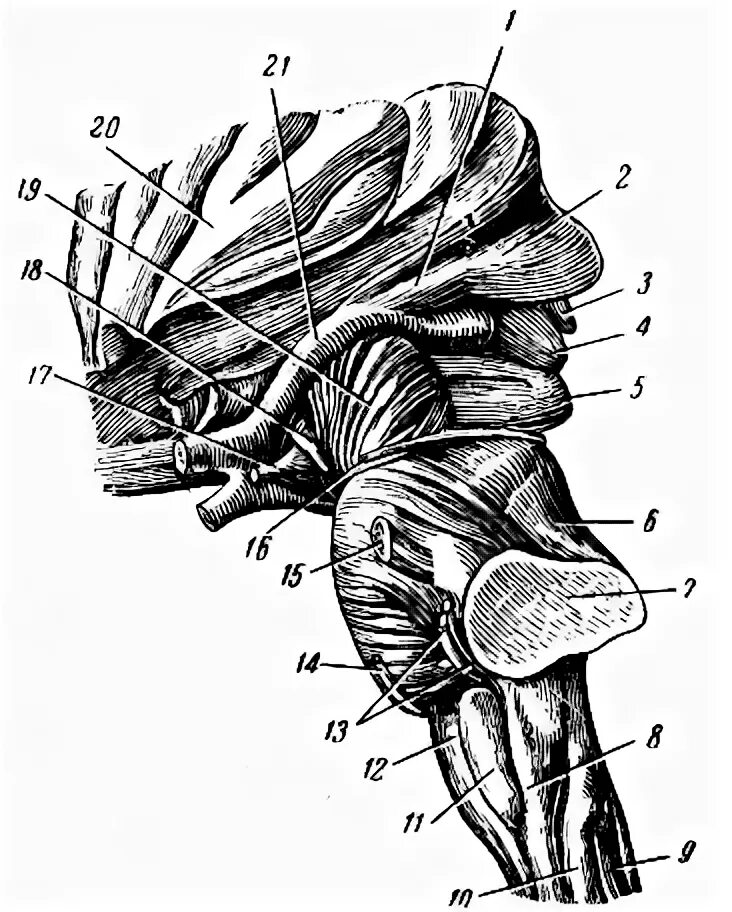Коленчатые тела мозга. Метаталамус. Медиальное коленчатое тело среднего. Наружные коленчатые тела.