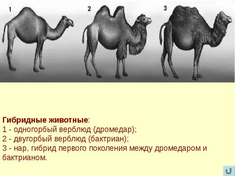 Гибрид верблюда 3. Двугорбый верблюд бактриан родина. двугорбый верблюд гибрид 2 поколения. ареал двугорбого верблюда. информация о одногорбом верблюде.