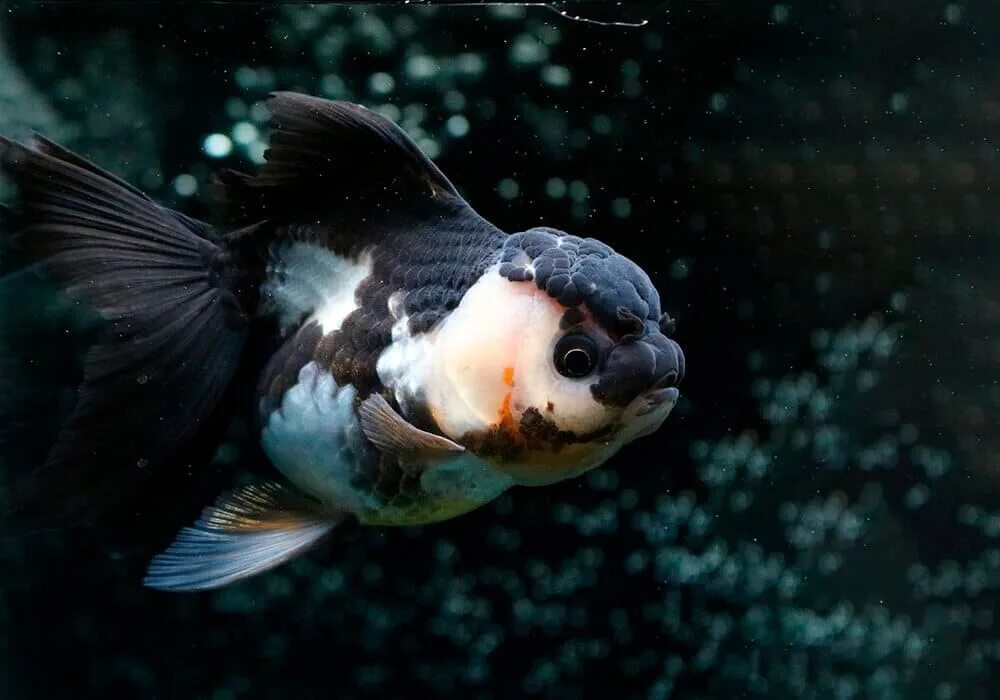 Панда рыбка аквариумная фото Panda Oranda Goldfish Goldfish, Goldfish aquarium, Oranda goldfish