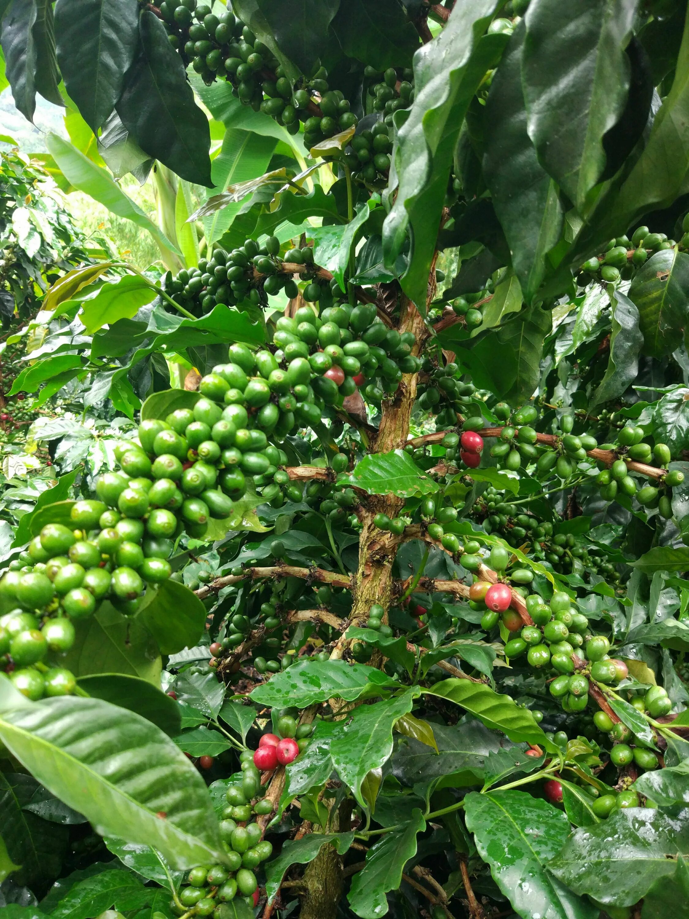 где кофейное дерево. кофе робуста дерево. кофе арабика растение. где кофейное дерево. кофейное дерево плантация.