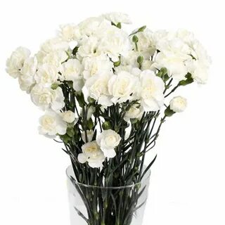 Белая гвоздика 4