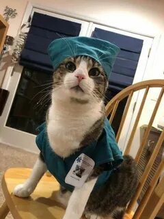Коте врач