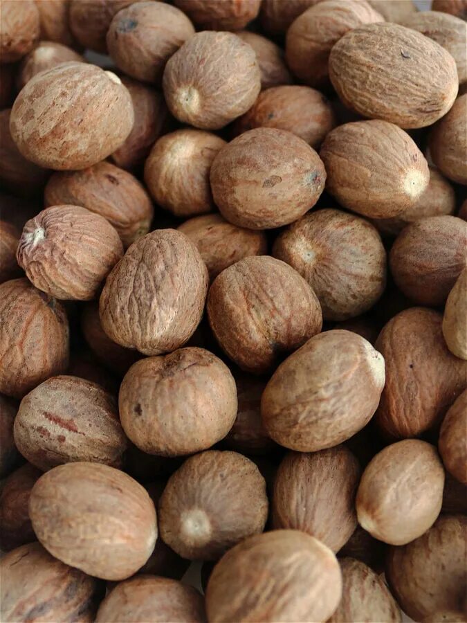 Купить целый орех. Мускат орех. Nutmeg — мускатный орех. Мускатный орех Nutmeg 113. Мускатный орех 1624.
