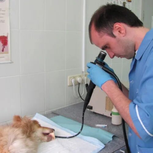 Гастроскопия животных. Гастроскопия Ветеринария. Эндоскопия в ветеринарии. Осмотр пищевода