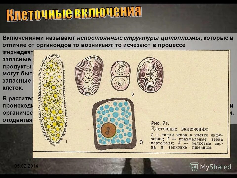 клеточный сок в клетках растений накапливается в. запасные питательные вещества растительной клетки. органоиды клетки вакуоль. формулы полисахаридов таблица. главные части клетки и выполняемые ими.