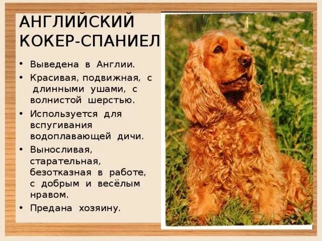 Содержание спаниеля. Параметры кокер спаниеля английского. кокер спаниель стандарт породы. описание собаки породы английский кокер спаниель. английский кокер спаниель характер.