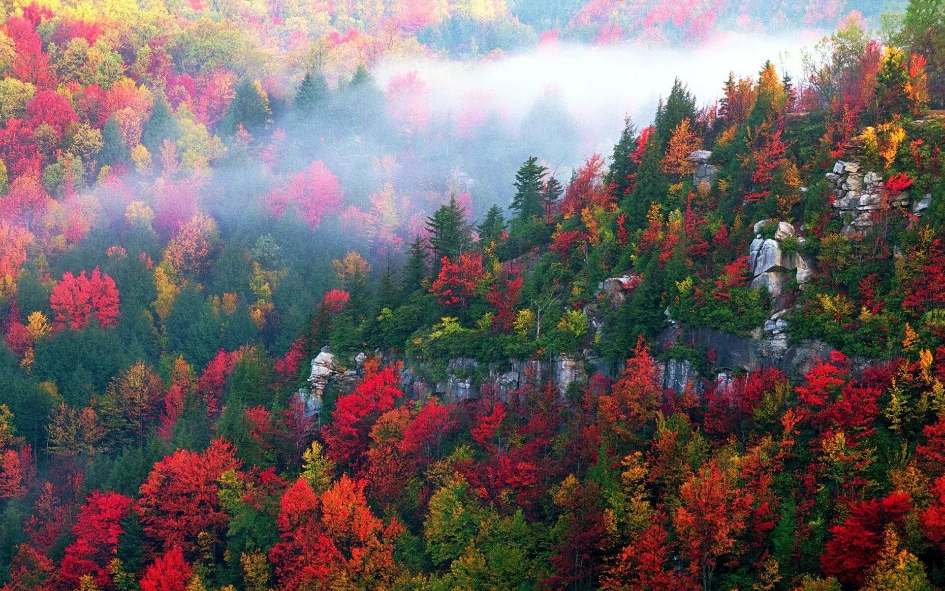 Виды осеннего леса. Широколиственные леса Канада. Лиственные леса Канады. Смешанные и широколиственные леса Северной Америки. Смешанных и широколиственных лесов в Германии.