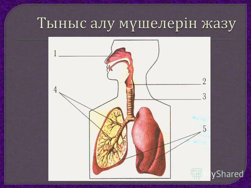 Тыныс алу мүшелері. Тыныс алу мүшелері презентация. Тыныс алу жолдары презентация. Niysi. Тыныс алу дегеніміз не.