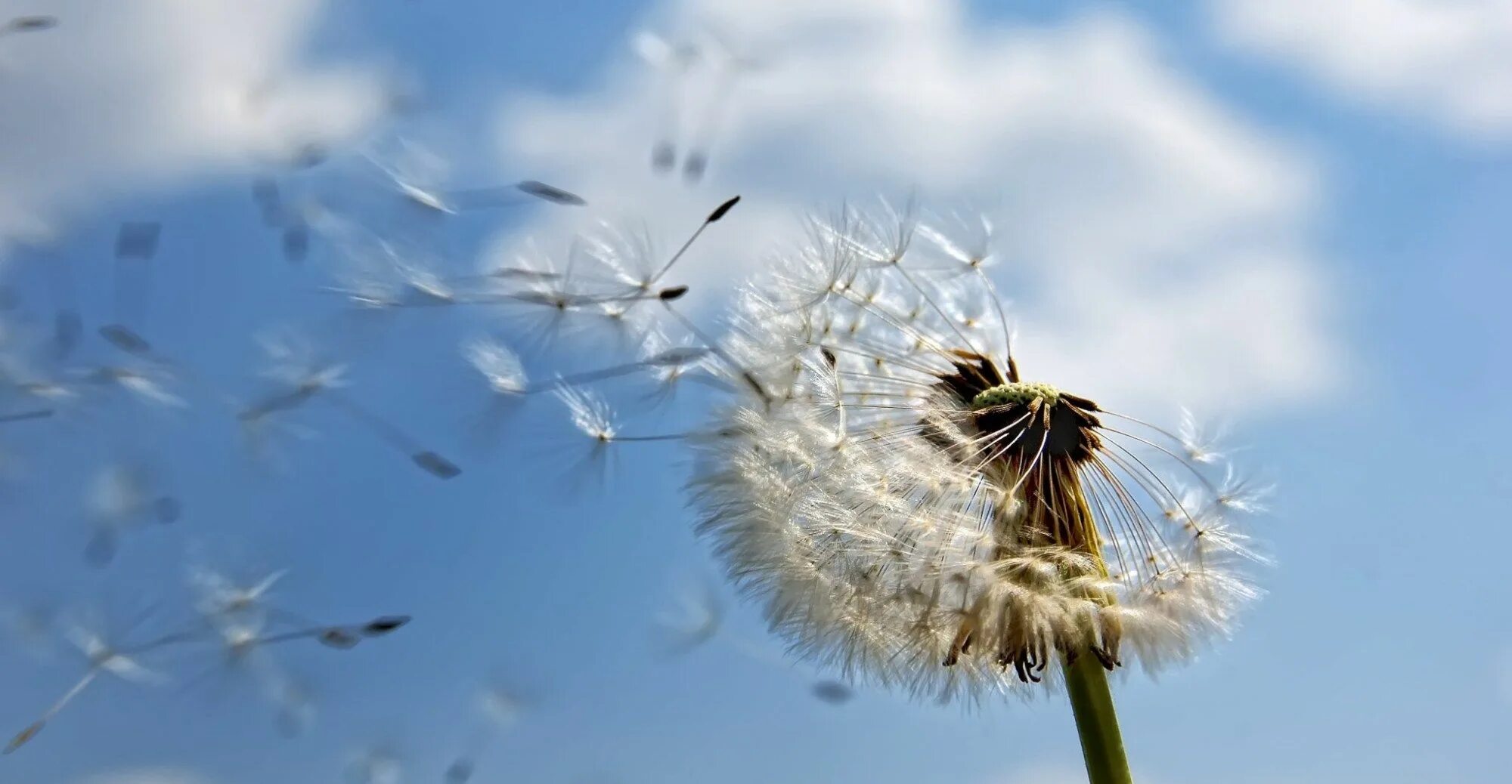 Spring wind
