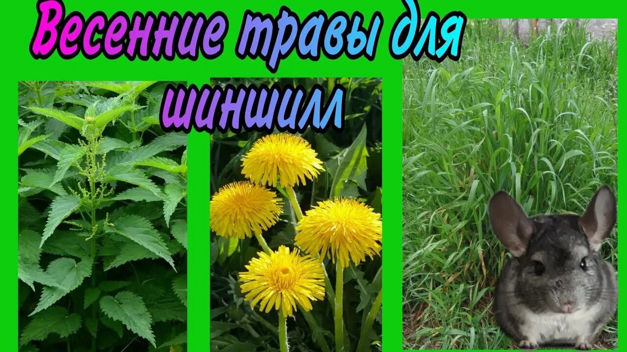 Какую траву давать шиншилле. Шиншилла на траве. крапива для шиншиллы. какую траву едят шиншиллы. какие травы можно шиншиллам.