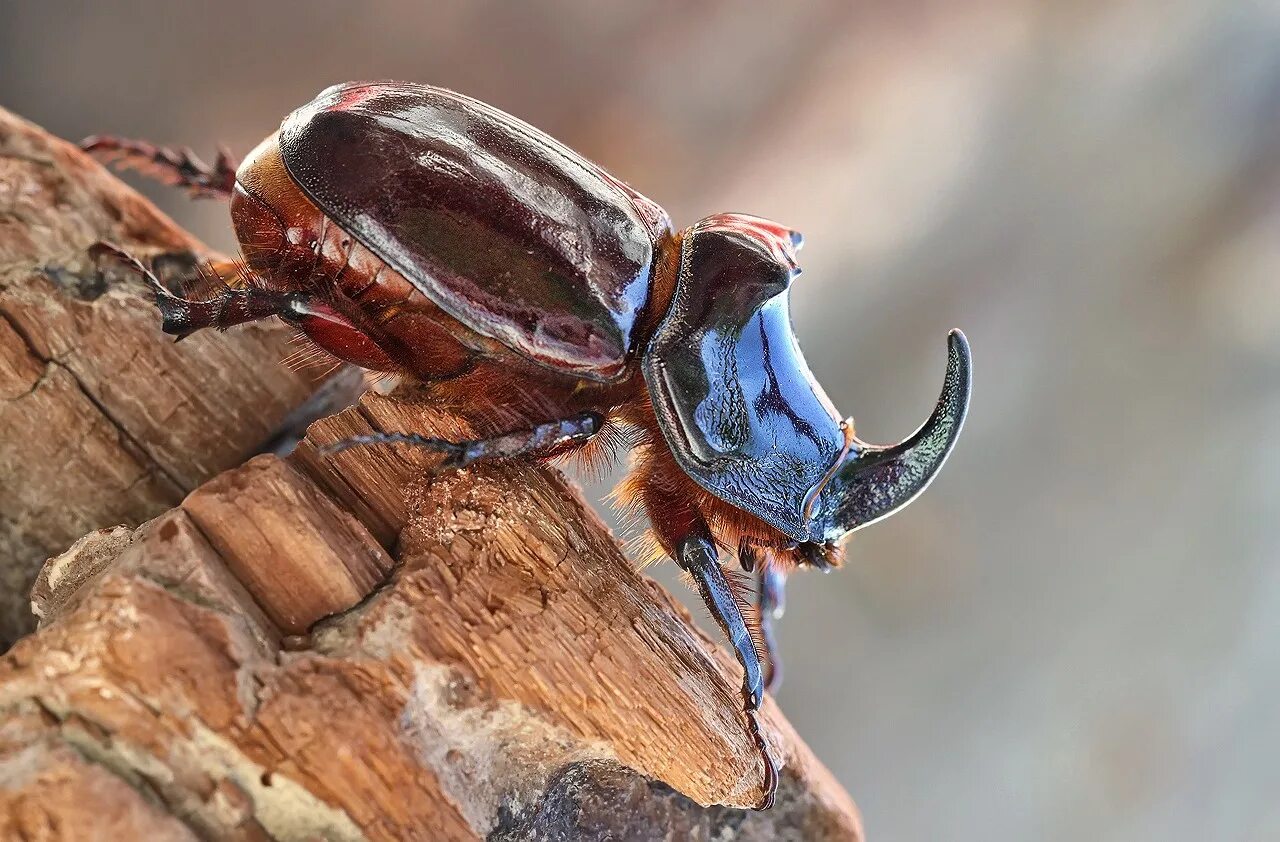 Жук носорог план. Японский Жук носорог. Жук носорог самка. Oryctes nasicornis Жук-носорог. Жук носорог обыкновенный самка.