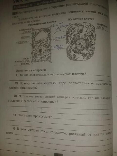 Биология 5 класс рабочая тетрадь стр 87. Пасечник линия жизни 5 класс биология 5. Биология 5 класс рабочая тетрадь Пасечник стр 27 номер 4. Пасечник 5 класс рабочая тетрадь.