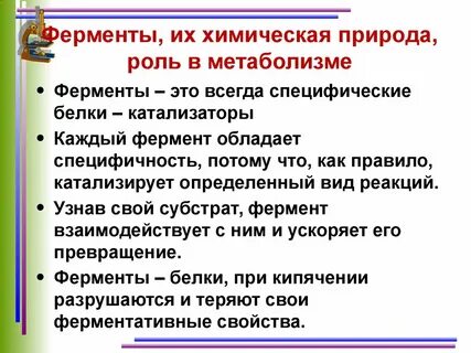 В каких процессах принимают участие ферменты