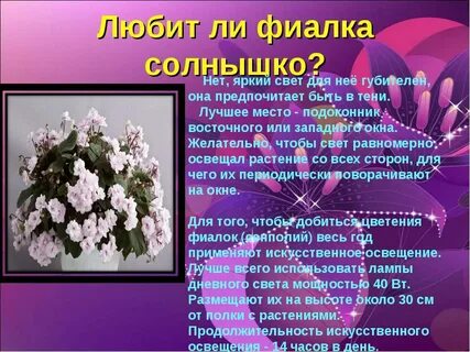 Теме любимые цветы