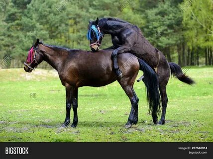Horses Görsel ve Fotoğrafı (Ücretsiz Deneme) Bigstock