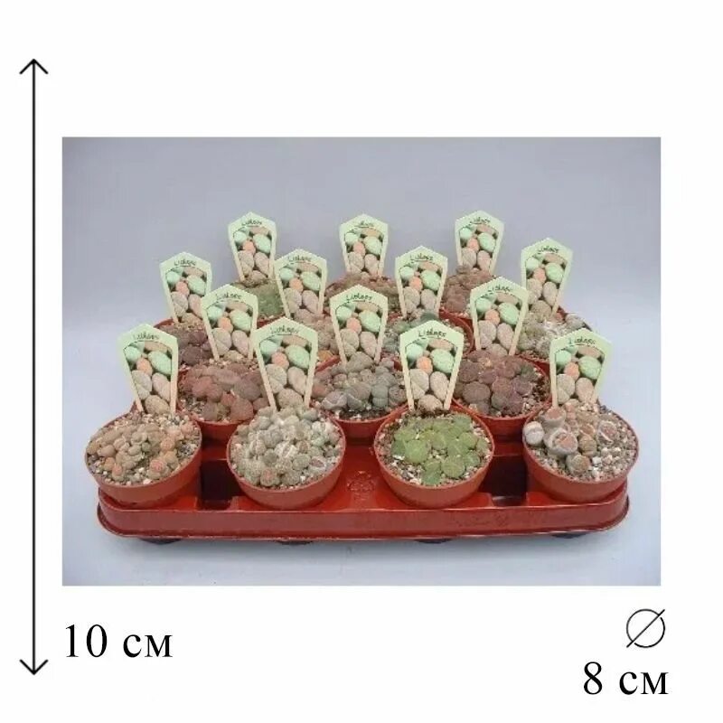Микс 8. Литопс микс 8. Литопс микс 5 10. Плантидон микс 8*25.