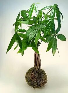 Money tree plant